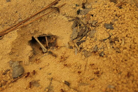 Image of Texas Leaf Cutting Ant