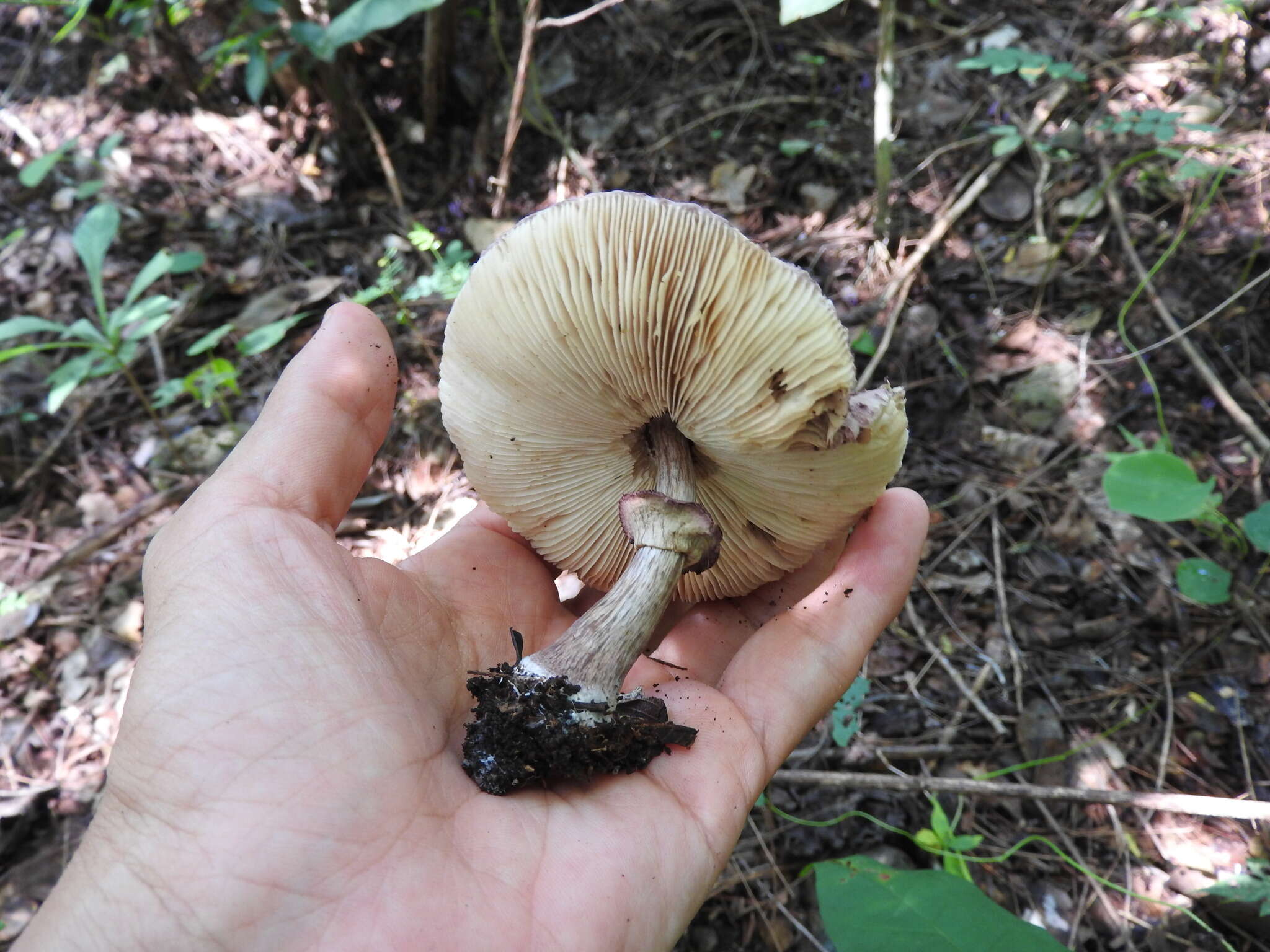 Image of Lepiota decorata Zeller 1929