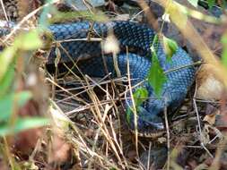 Image of Central American Indigo Snake