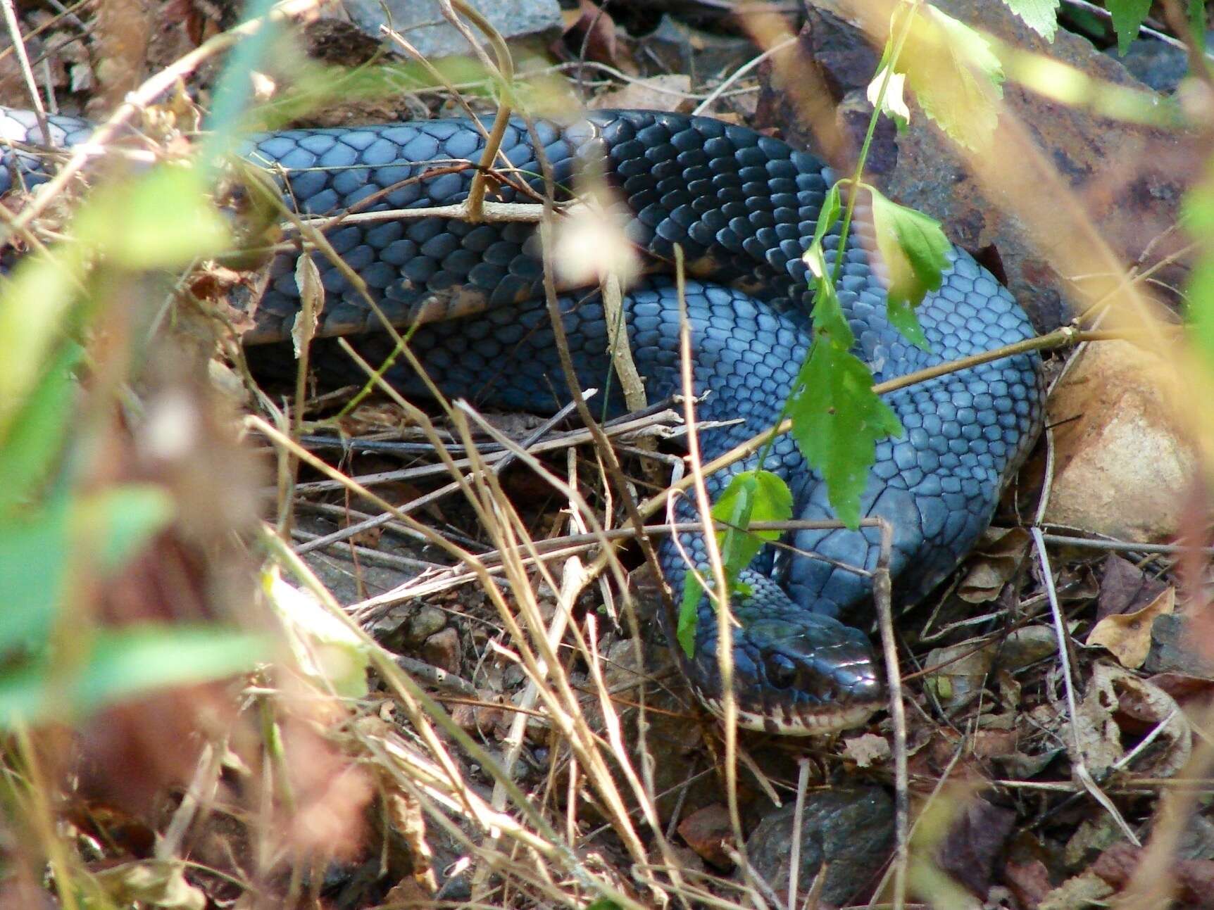 Image of Central American Indigo Snake