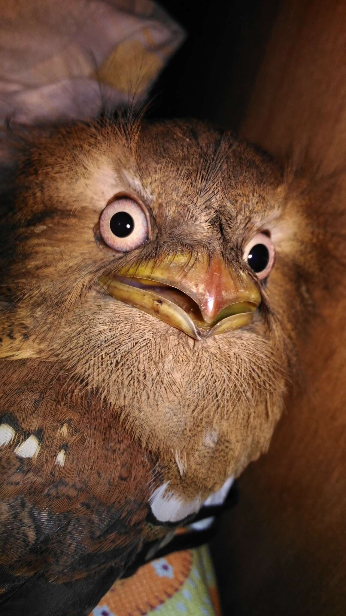 Image of Philippine Frogmouth