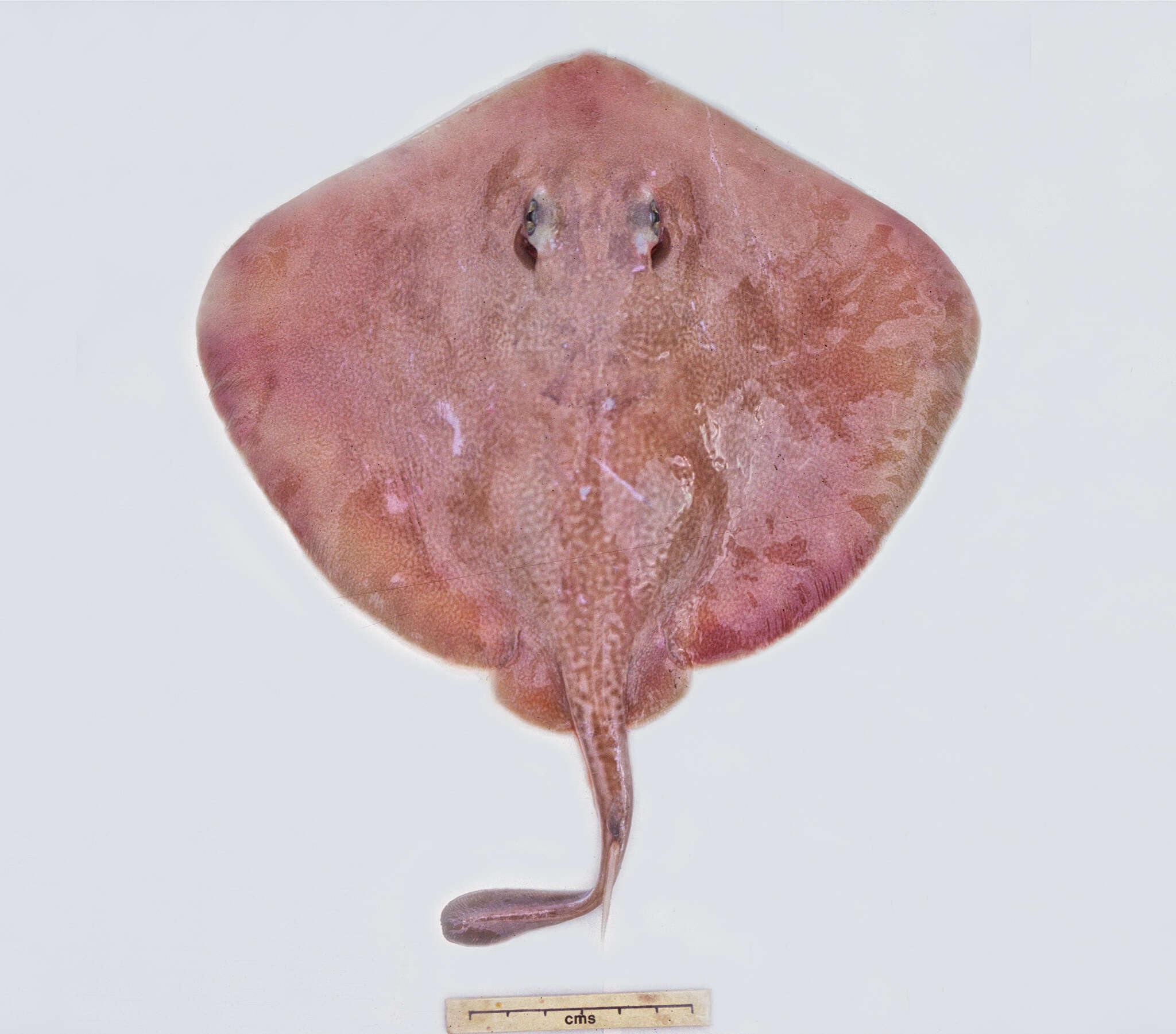 Image of Great Stingaree