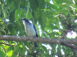 صورة Poecilostreptus cabanisi (Sclater & PL 1868)