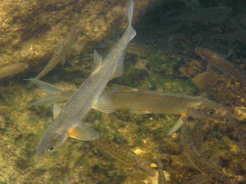 Image of Alburnus leobergi Freyhof & Kottelat 2007