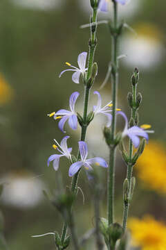 Image de Carlowrightia parviflora (Buckley) D. C. Wassh.