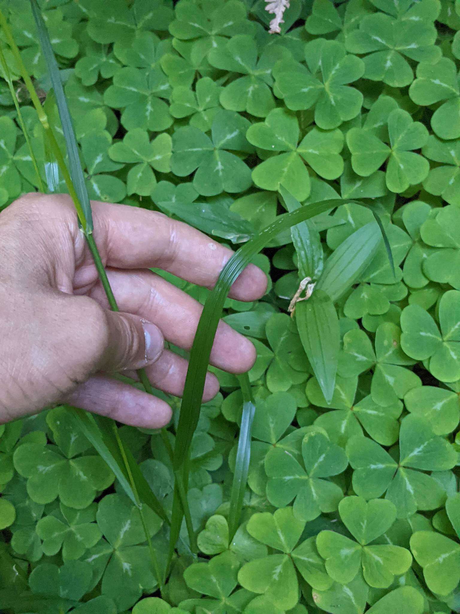 Image of Alaska oniongrass