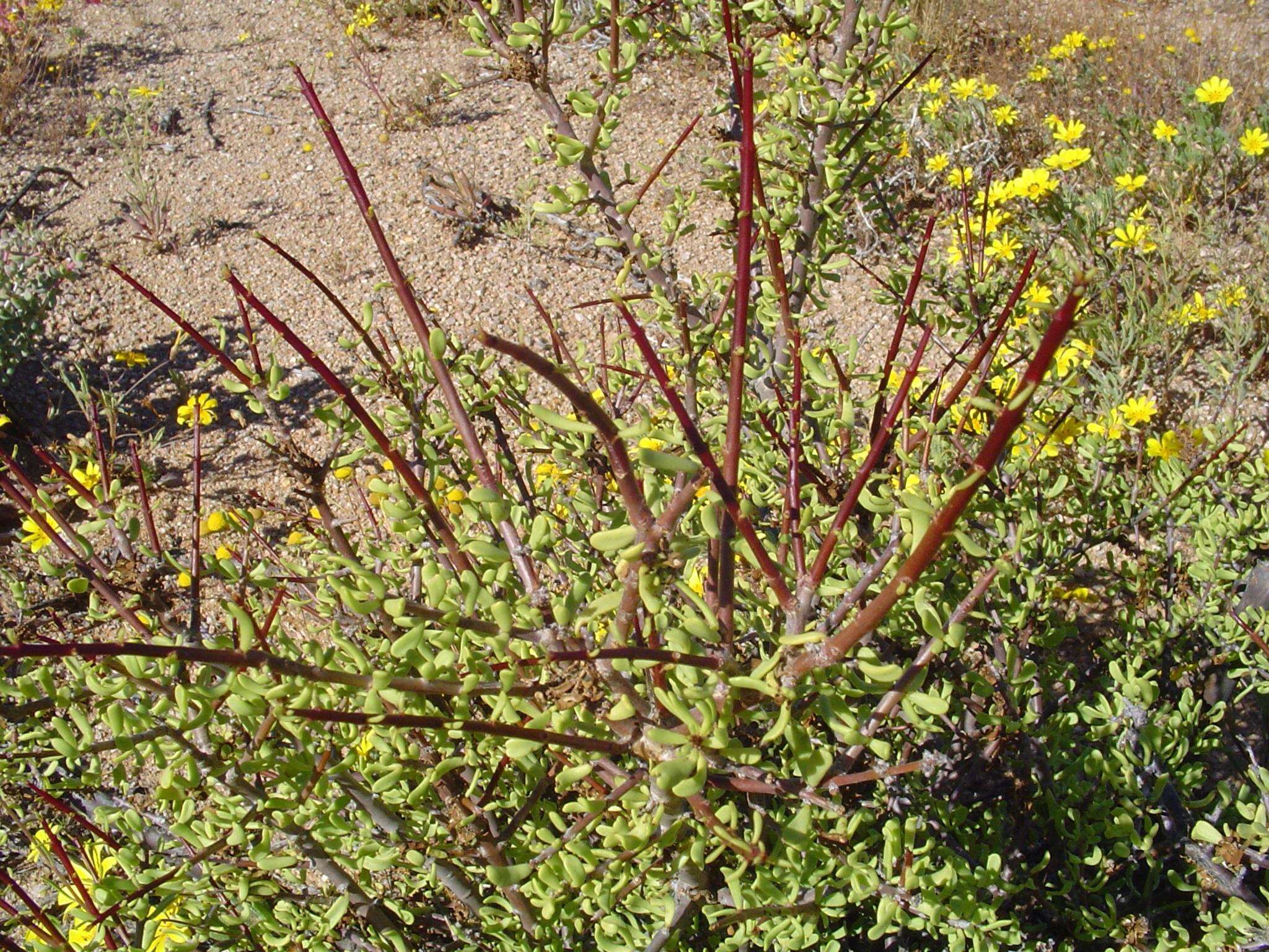 Sivun Portulacaria fruticulosa (H. Pearson & Stephens) Bruyns & Klak kuva