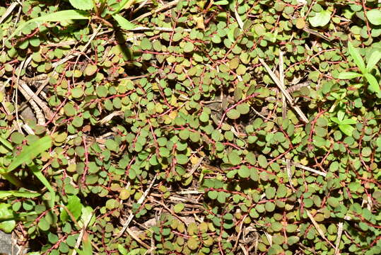 Image of Euphorbia makinoi Hayata