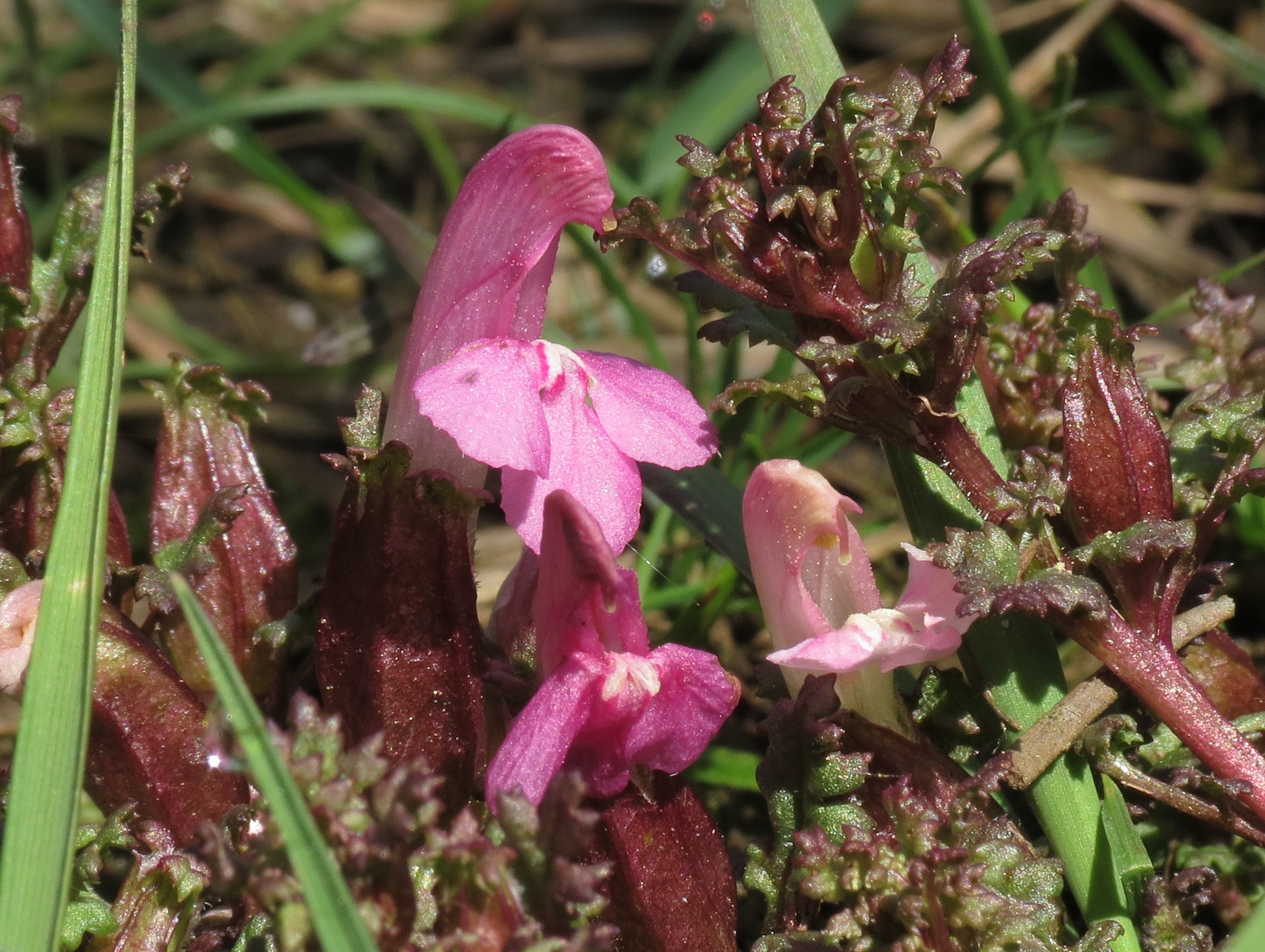 Pedicularis sylvatica (rights holder: Wildlife in a Dorset garden.)