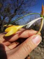 Image of Crocus olivieri J. Gay