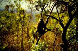 Image of Guinea Baboon