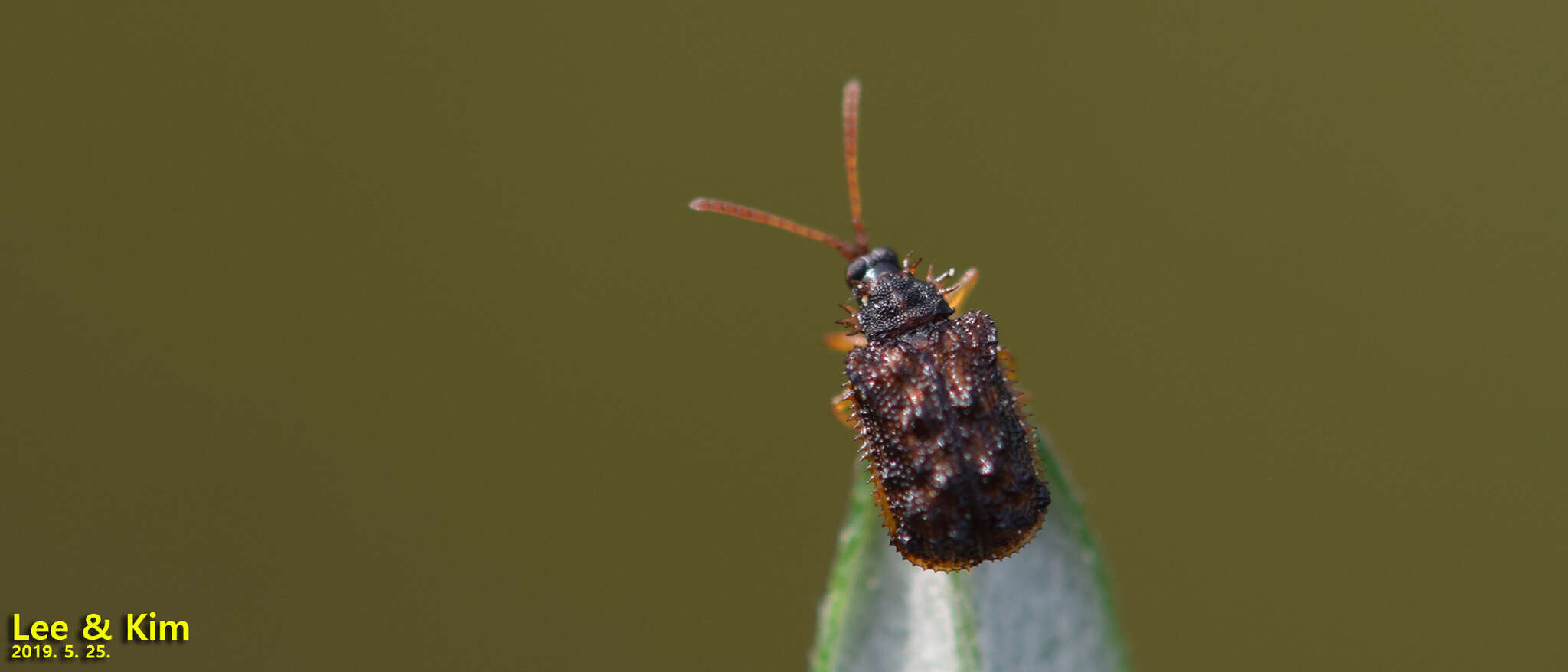 Image of Dactylispa angulosa (Solsky 1872)