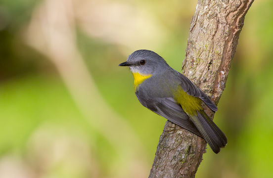 Image of Eastern Yellow Robin
