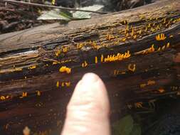 Image of Calocera cornea (Batsch) Fr. 1827