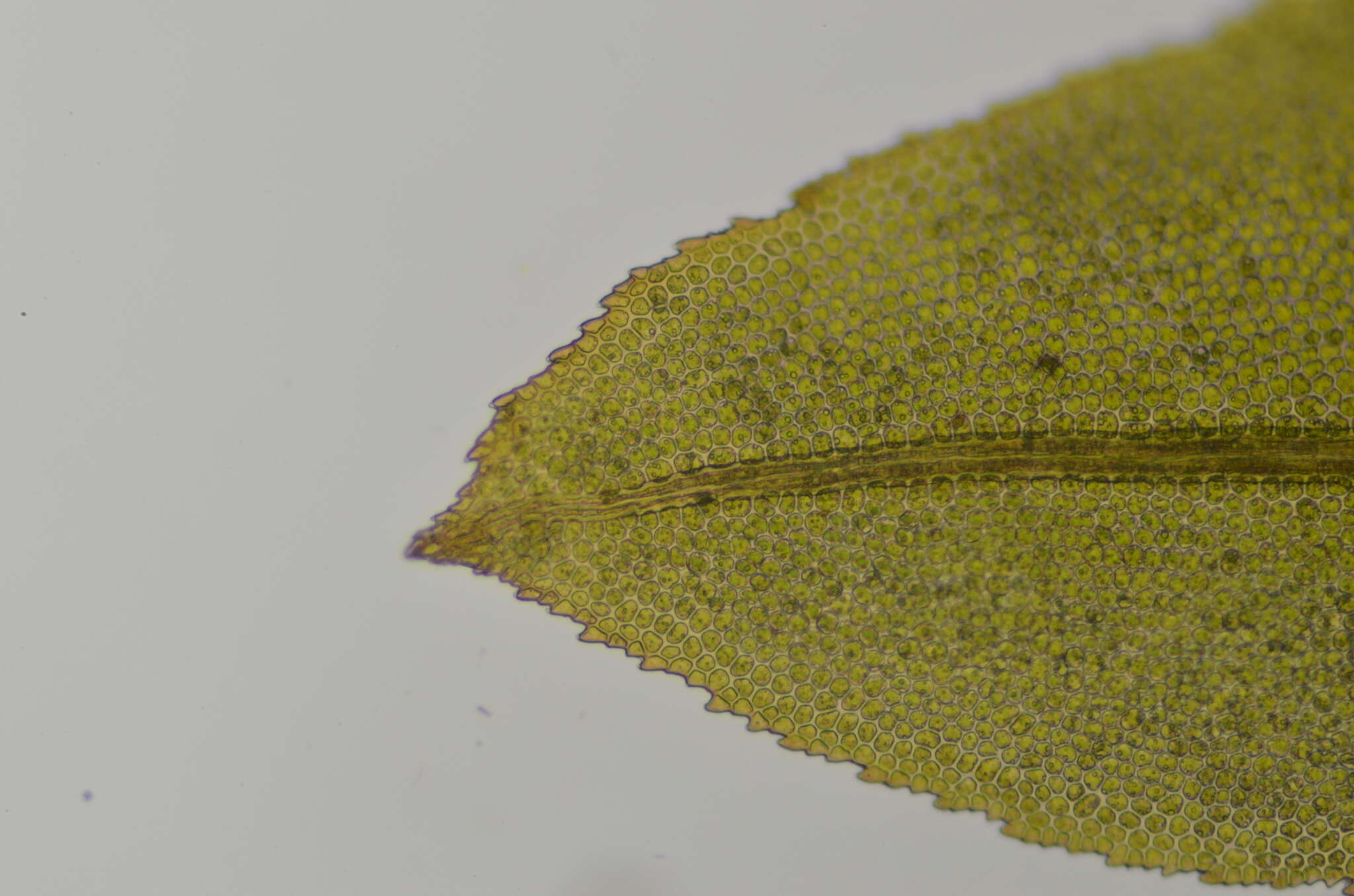 Image of Maidenhair moss