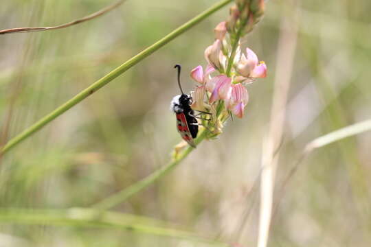 Image of Zygaena rhadamanthus Esper 1793