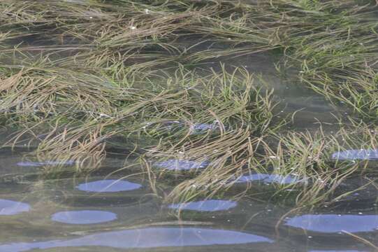 Image of Zostera capensis Setch.