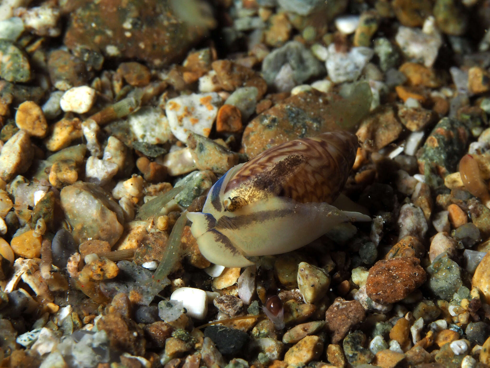 Image of Olivella borealis Golikov 1967