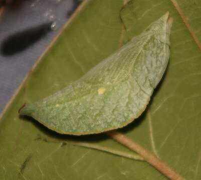 Image of Euripus consimilis Westwood 1850