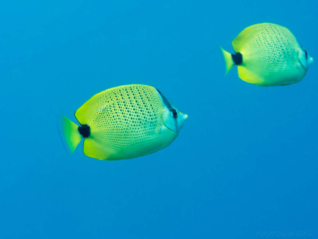 Image of Lemon Butterflyfish