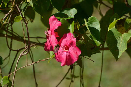 Plancia ëd <i>Ipomoea inopinata</i>