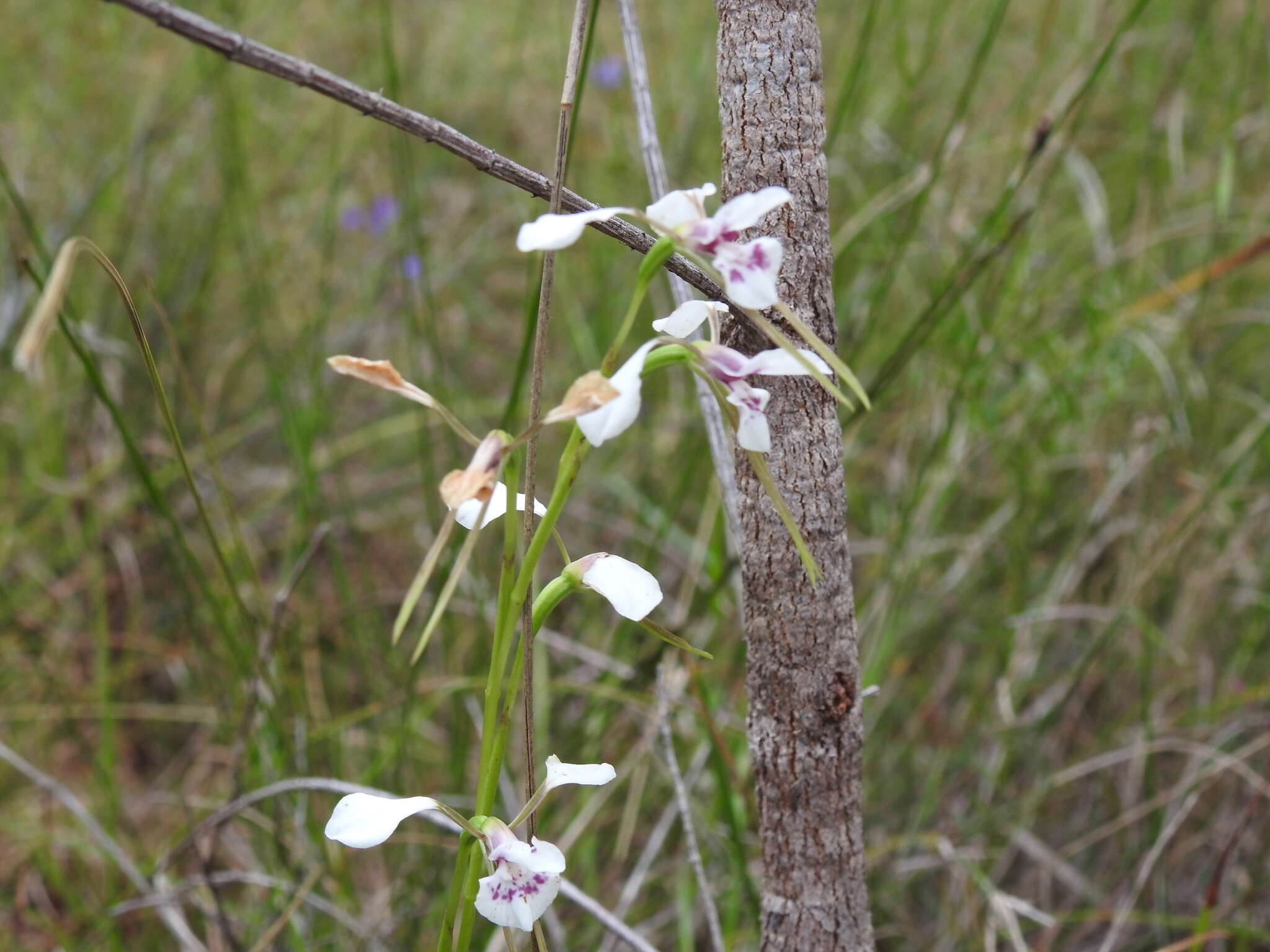 Image of White donkey orchid