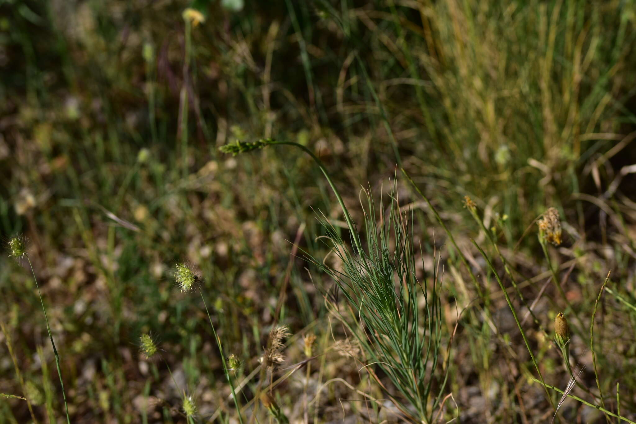 Image of Asphodeline liburnica (Scop.) Rchb.