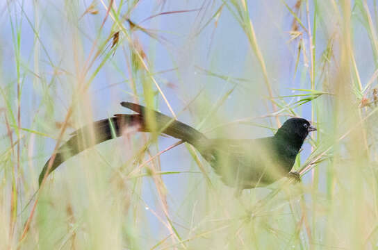 Image of Red-collared Whydah