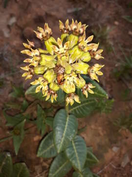 Image of Asclepias macropus (Schltr.) Schltr.