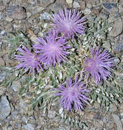 Image of Jurinea humilis (Desf.) DC.