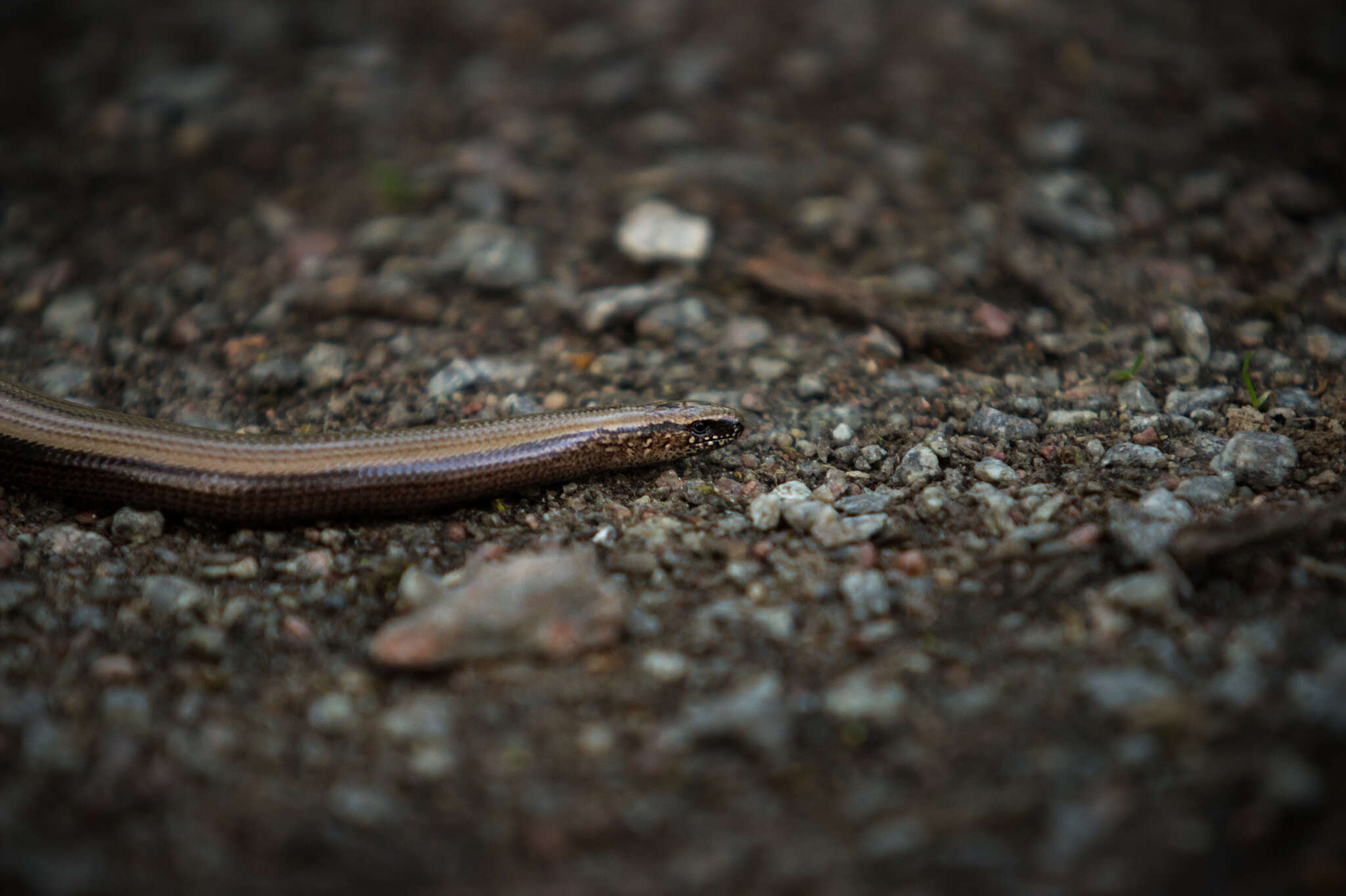 Image of Slow worm