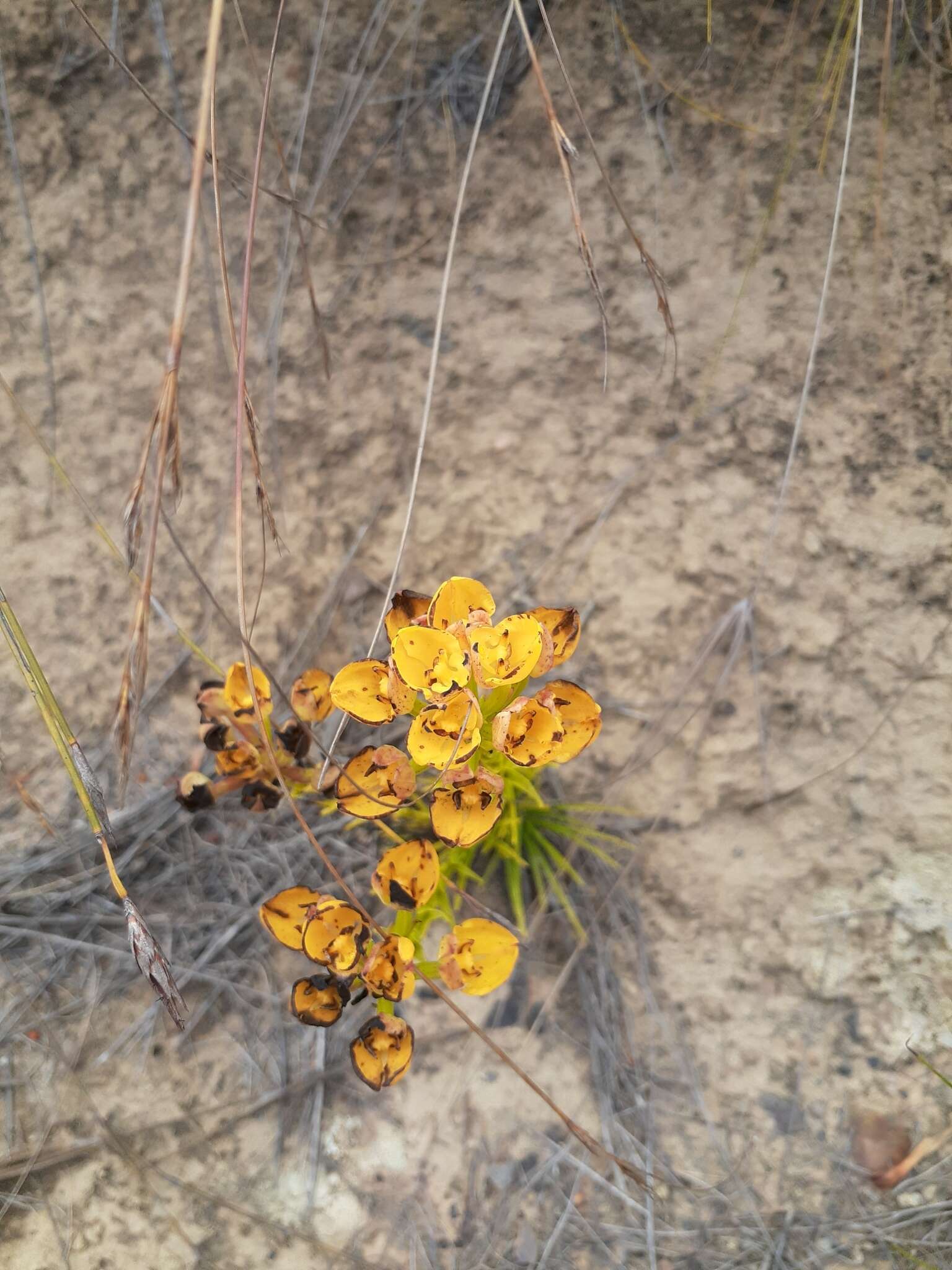 Image of Ceratandra grandiflora Lindl.