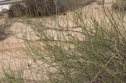 Image of Ephedra aphylla Forssk.