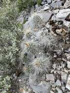 Image of Echinocereus parkeri subsp. arteagensis W. Blum & Mich. Lange