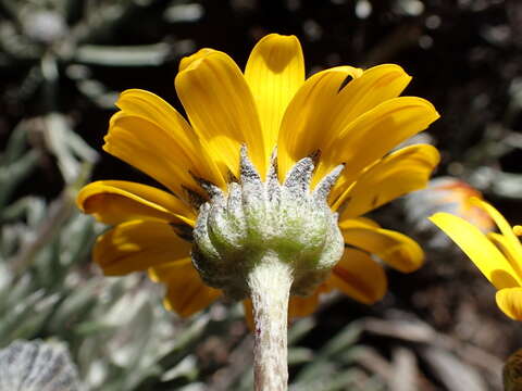 Image of Euryops othonnoides (DC.) B. Nordenst.