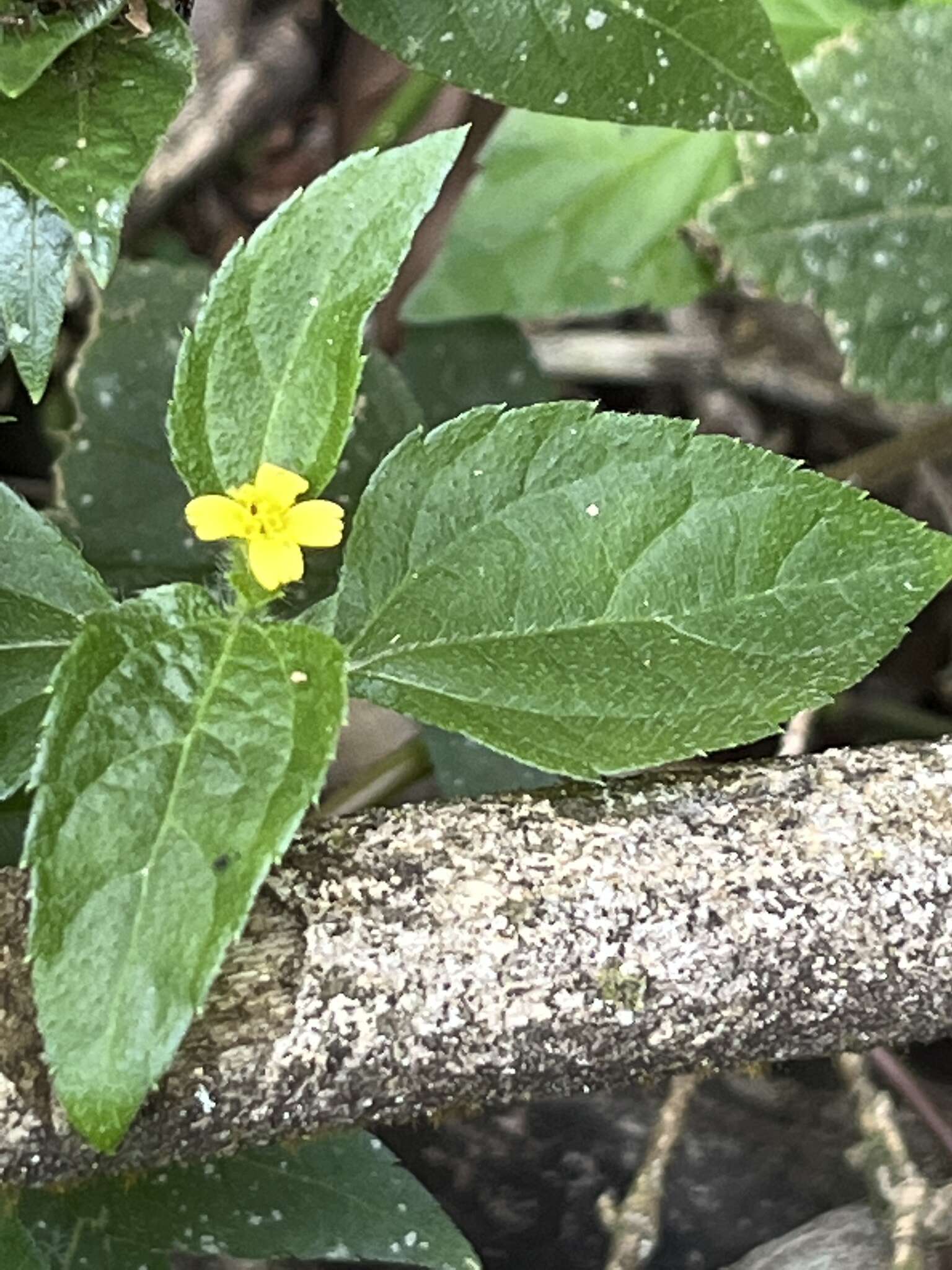 Calyptocarpus brasiliensis (Nees & Mart.) B. L. Turner resmi