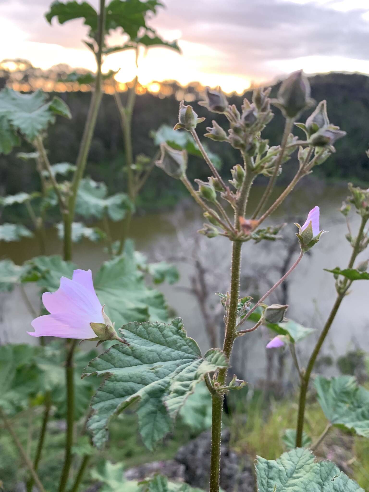 Image of Malva weinmanniana (Besser ex Rchb.) Conran