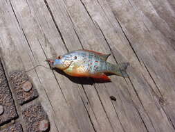 Image of Orangespotted Sunfish