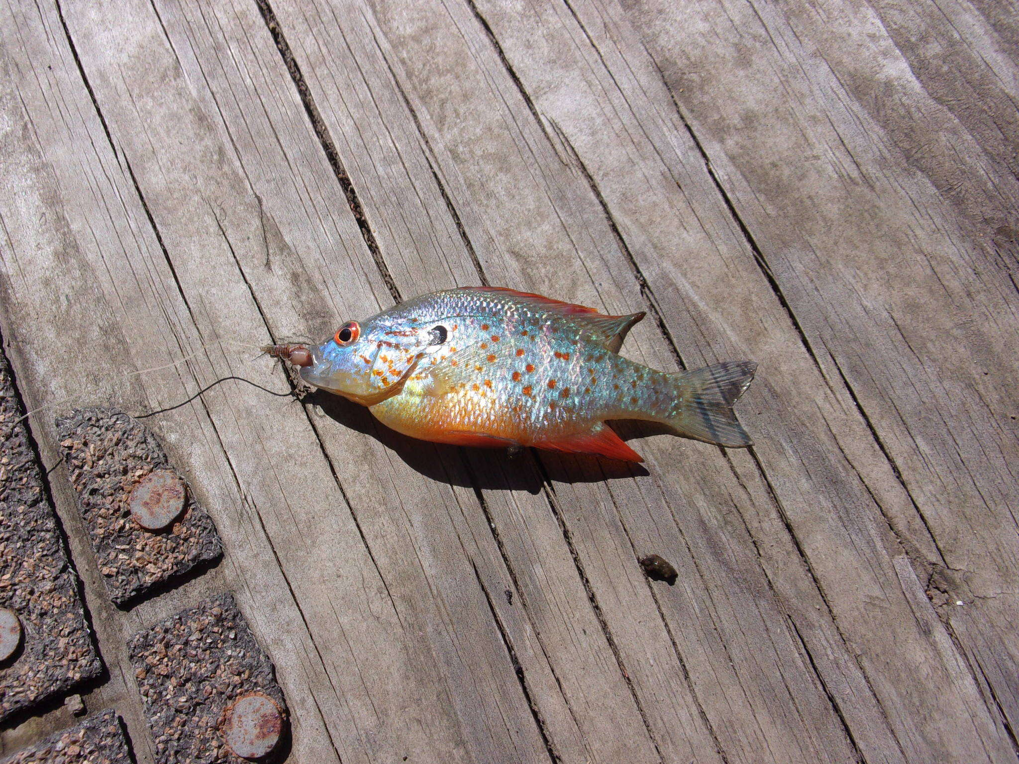 Image of Orangespotted Sunfish