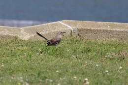 Image of Mimus polyglottos polyglottos (Linnaeus 1758)