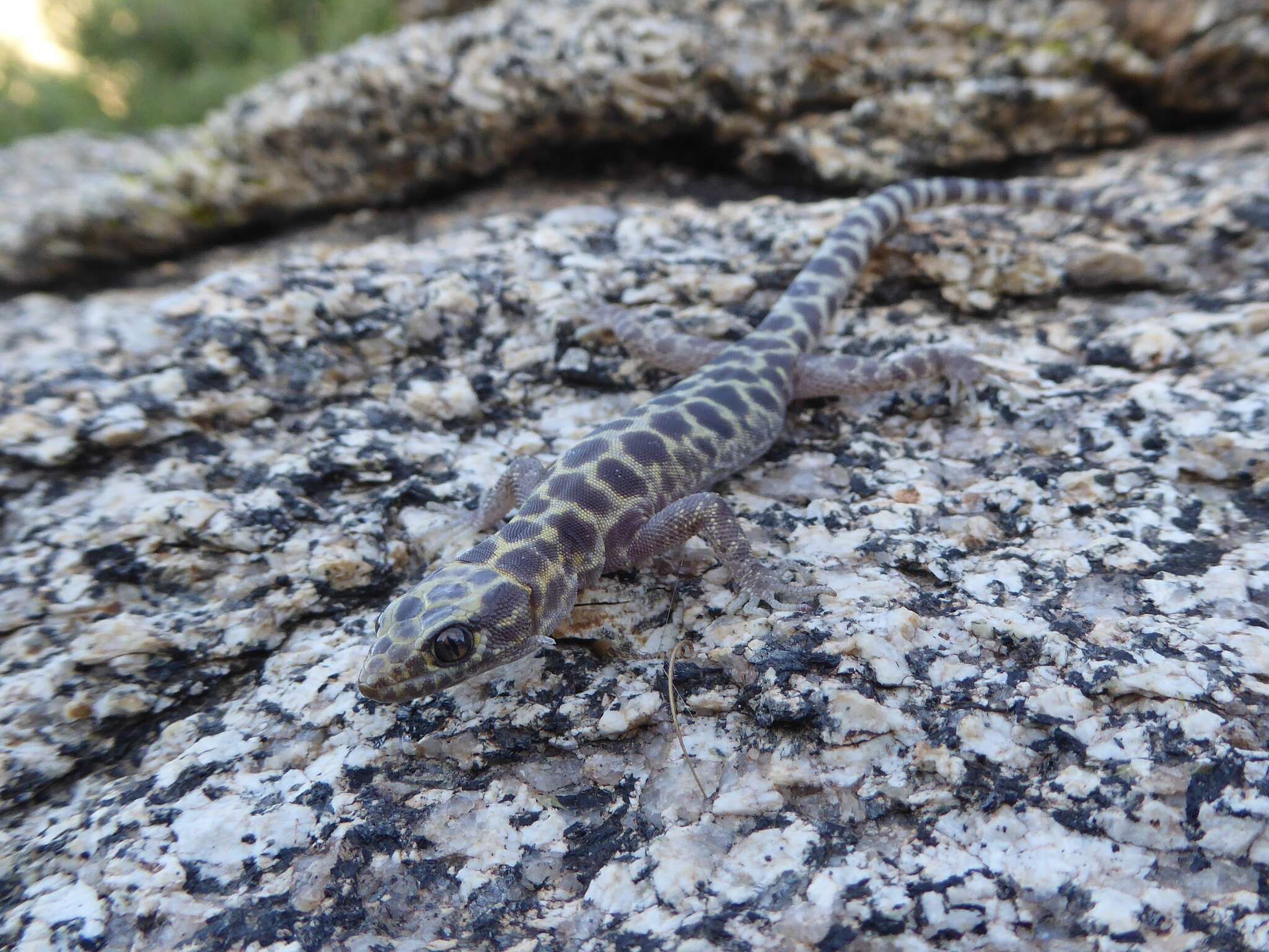 Image of Granite Night Lizard