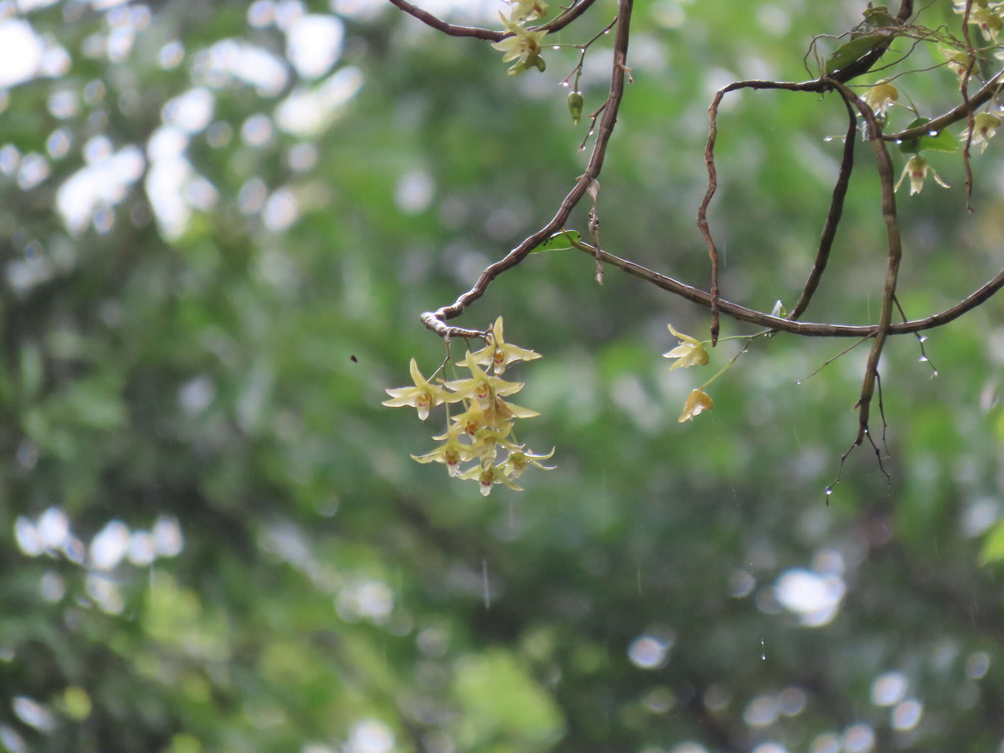 Imagem de Dendrobium catenatum Lindl.