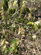 Image de Amelanchier humilis Wiegand