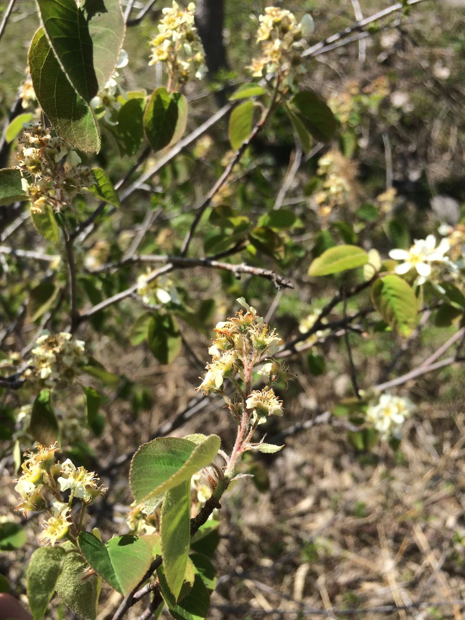 Image de Amelanchier humilis Wiegand