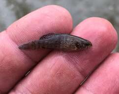 Image of Banded Pygmy Sunfish