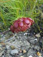 Image of Protea pityphylla Phillips