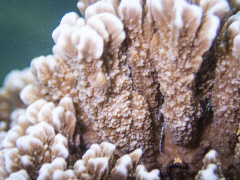 Image of pore coral