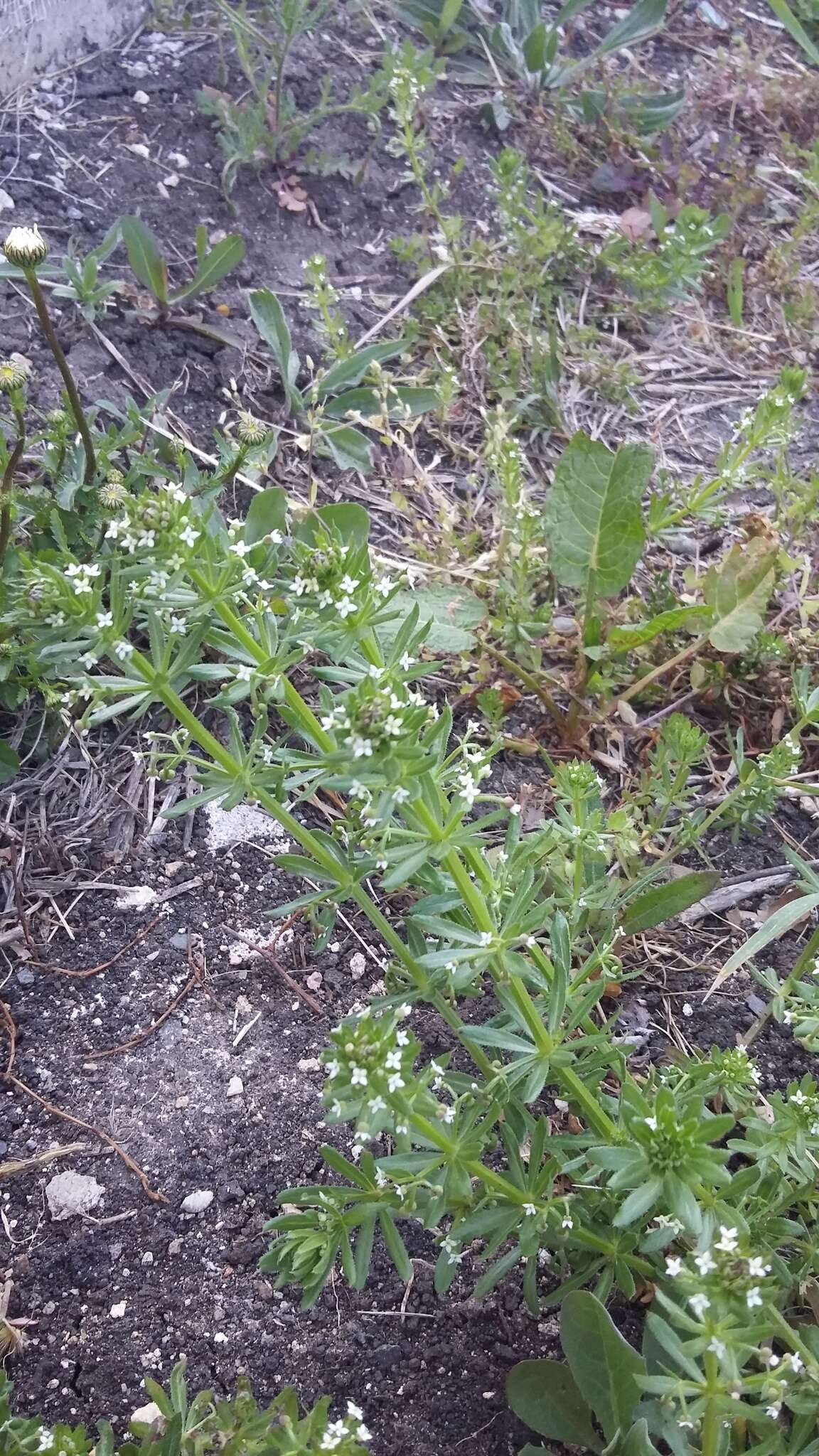 Plancia ëd Galium tricornutum Dandy