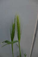 Hordeum murinum subsp. murinum的圖片