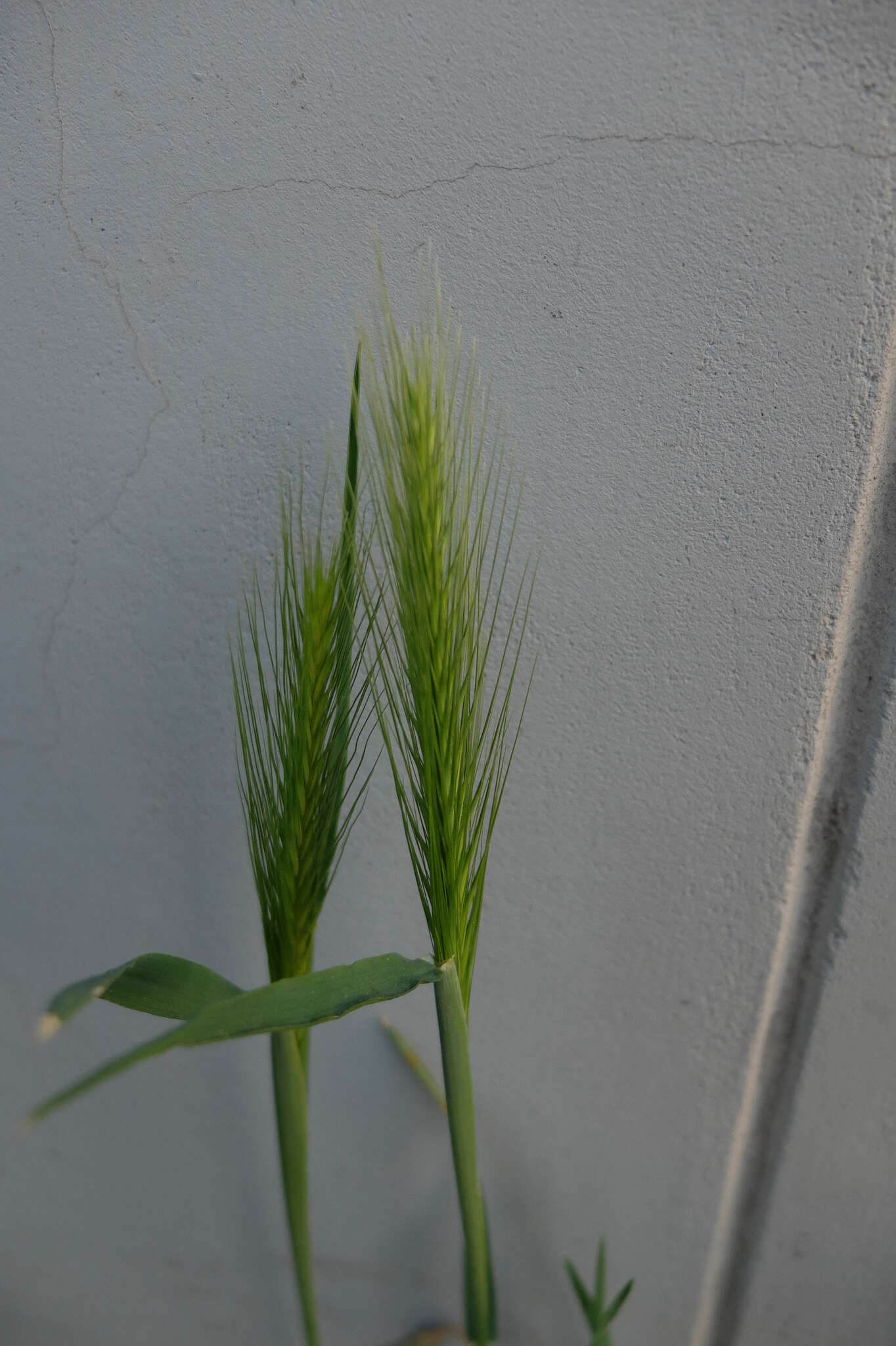 Hordeum murinum subsp. murinum的圖片